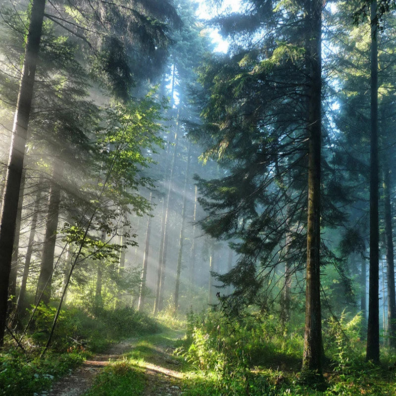 forêt papier peint